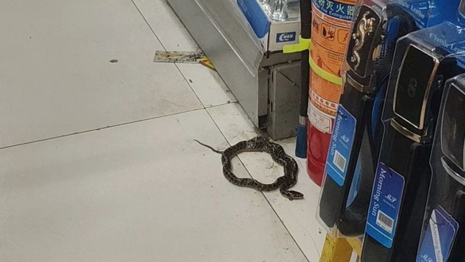 剧毒！杭州男子菜地里一回瞥，差点吓懵：1.5米，手臂般粗！汗毛直立