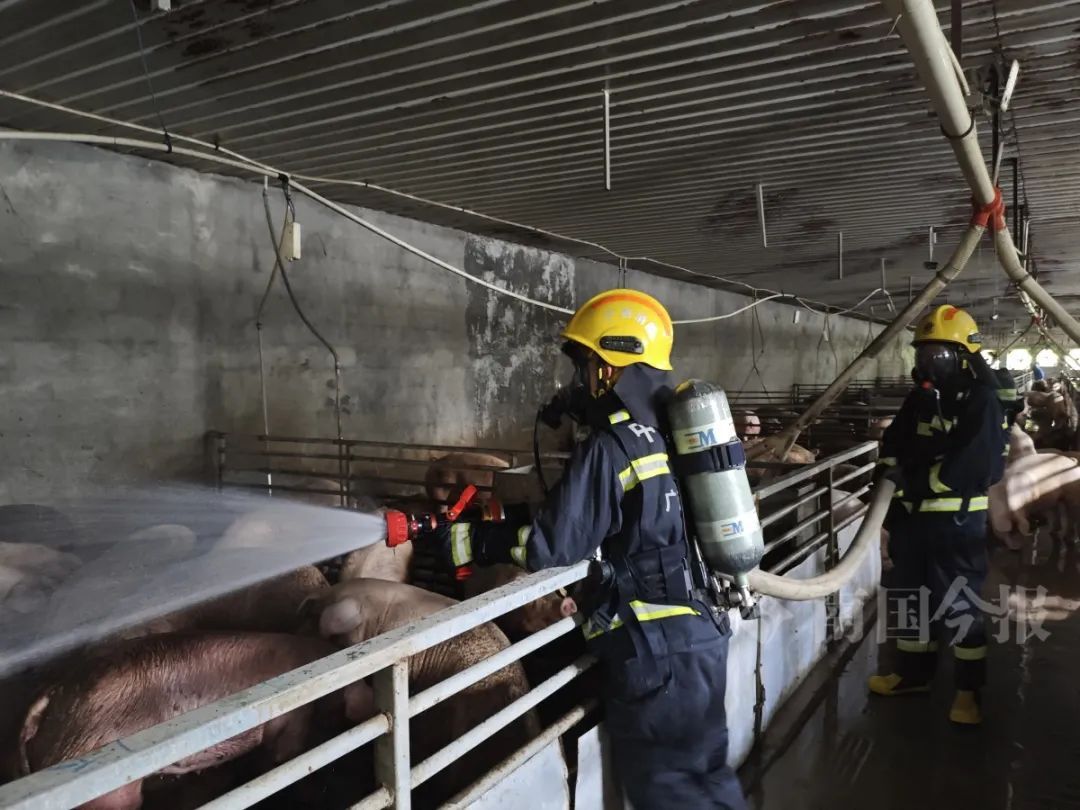 广西一养猪场猪粪发酵毒气弥漫，5小时后上千头“二师兄”......