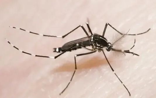 警惕“花蚊子”！山西省卫健委、山西省疾控局发布重要提醒→