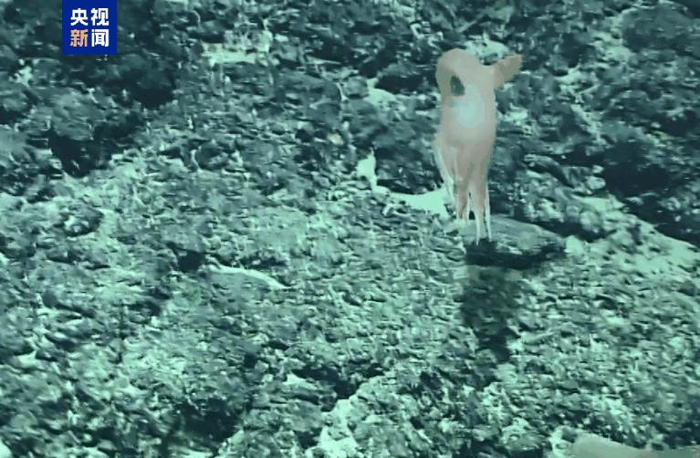 翩翩起舞酷似仙女“飞天” 我国科学家发现罕见深海章鱼新物种 翩翩起舞酷似仙女“飞天” 我国科学家发现罕见深海章鱼新物种