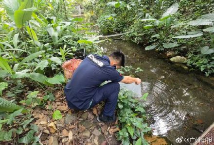 广州一公园将投放6000尾灭蚊鱼