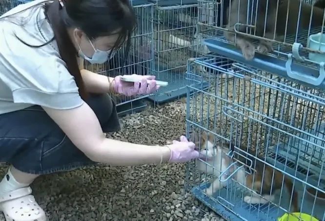 江苏两地警方拦截违规运猫车，救下900多只猫咪！不少出现脱水、骨折等情况