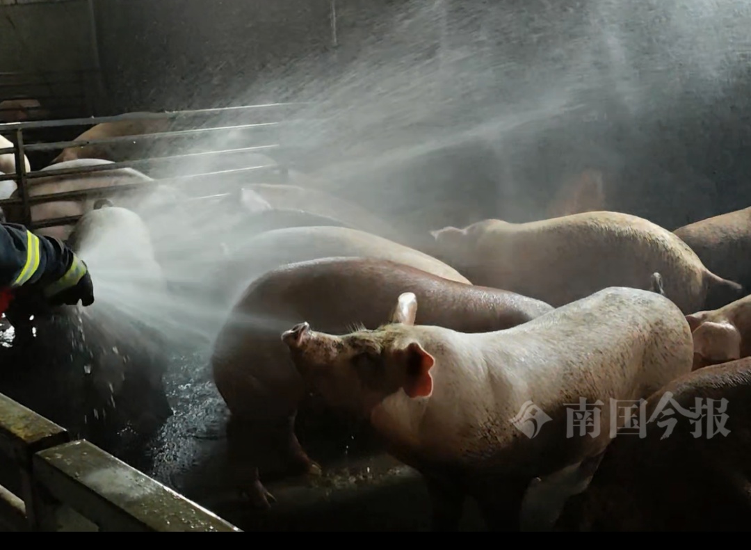 广西一养猪场猪粪发酵毒气弥漫，5小时后上千头“二师兄”......