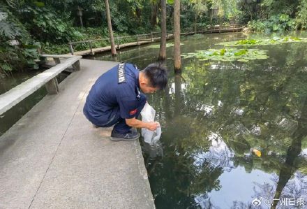 广州一公园将投放6000尾灭蚊鱼