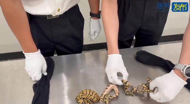 女子藏4条活蟒蛇进境，被海关查获