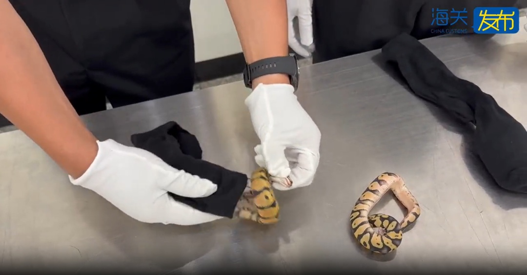 女子内衣藏4条濒危活体蛇进境，被深圳海关查获