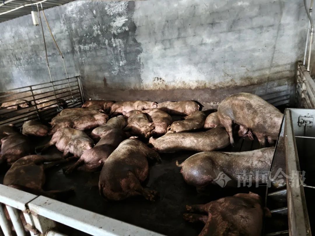 广西一养猪场猪粪发酵毒气弥漫，5小时后上千头“二师兄”......