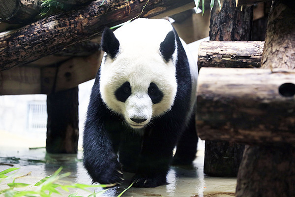 为“喀秋莎”的父母庆生 莫斯科动物园将启动年度“熊猫周” 为“喀秋莎”的父母庆生 莫斯科动物园将启动年度“熊猫周”