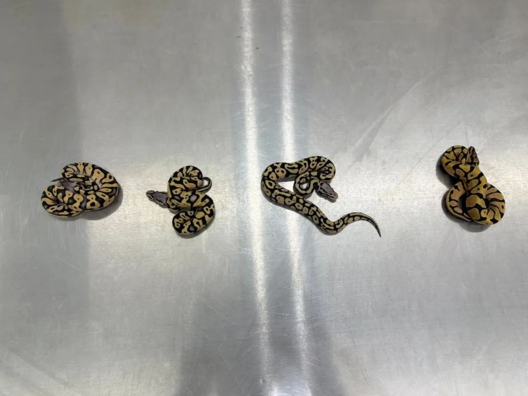 女子内衣藏4条濒危活体蛇进境，被深圳海关查获