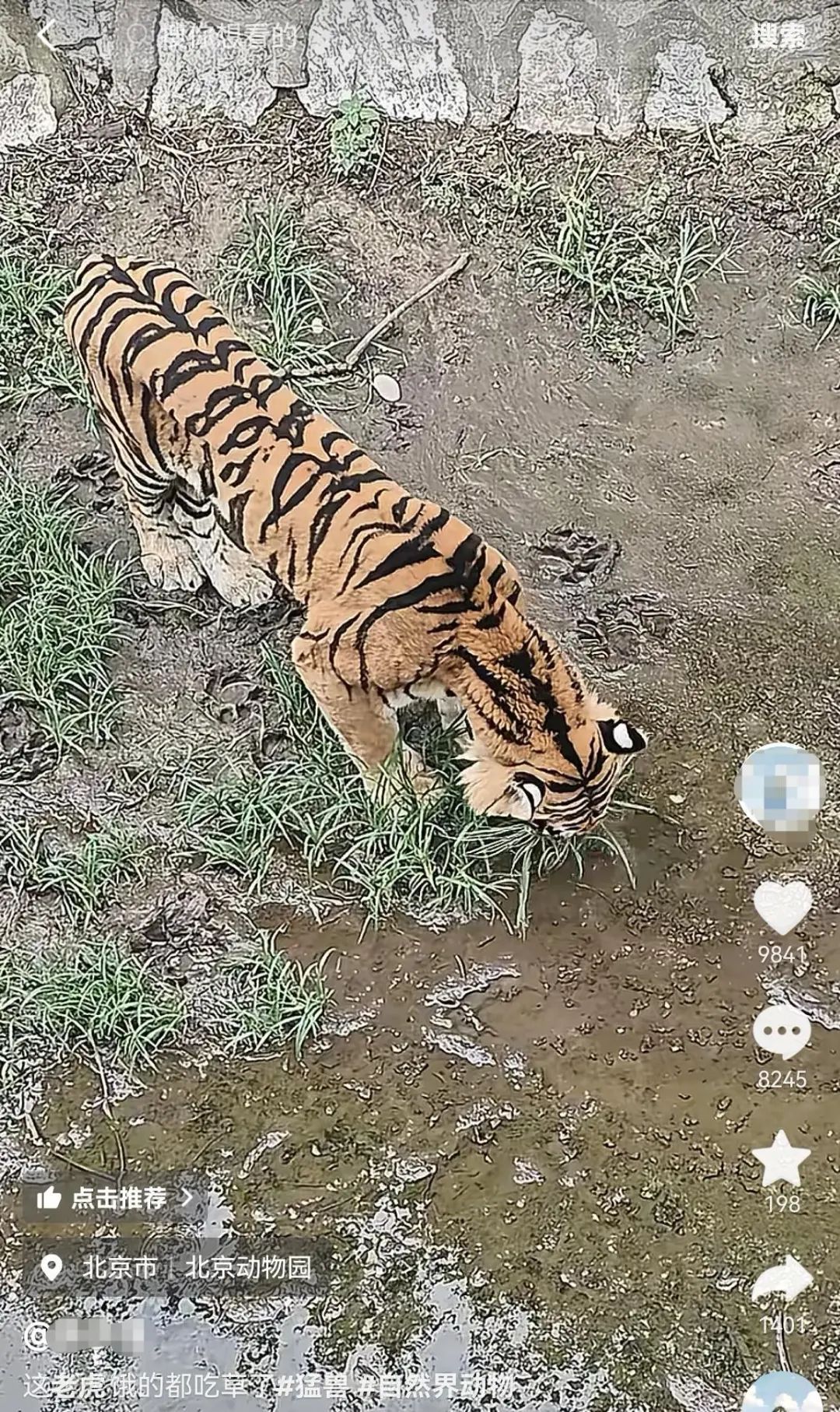 老虎瘦骨嶙峋饿得吃草？北京动物园：动物体重处于正常范围