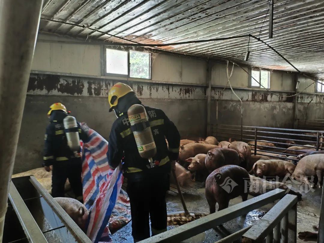 广西一养猪场猪粪发酵毒气弥漫，5小时后上千头“二师兄”......