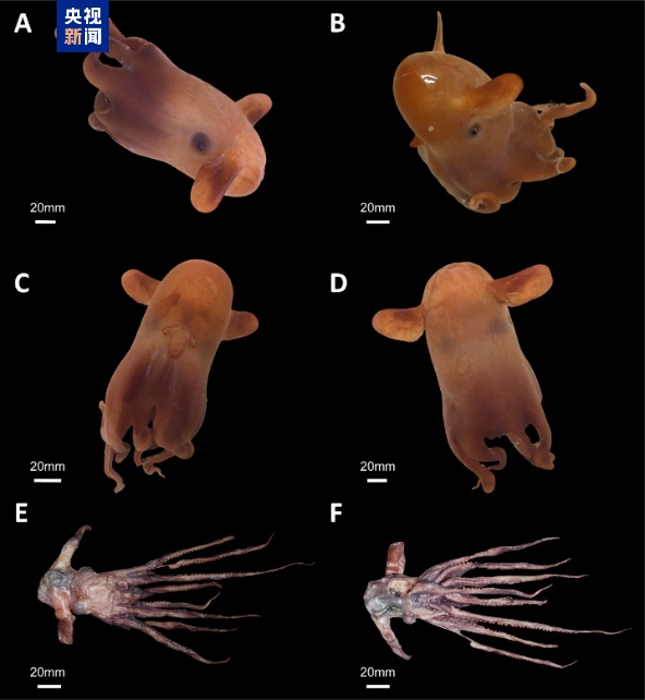 翩翩起舞酷似仙女“飞天” 我国科学家发现罕见深海章鱼新物种 翩翩起舞酷似仙女“飞天” 我国科学家发现罕见深海章鱼新物种