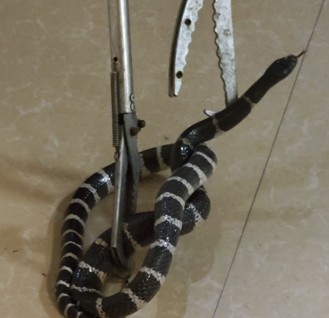 真后怕！剧毒银环蛇藏匿梳妆台，吐蛇信“拒捕”