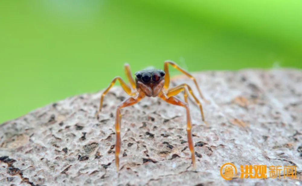 江西发现全球新物种 江西发现全球新物种