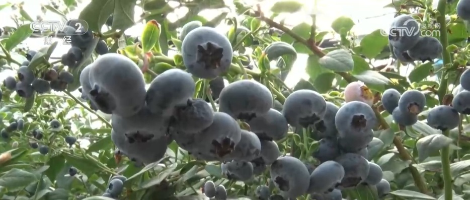 扩总量、促优质 丰富大众“菜篮子”“果盘子” 以多元供给守护“舌尖”上的品质