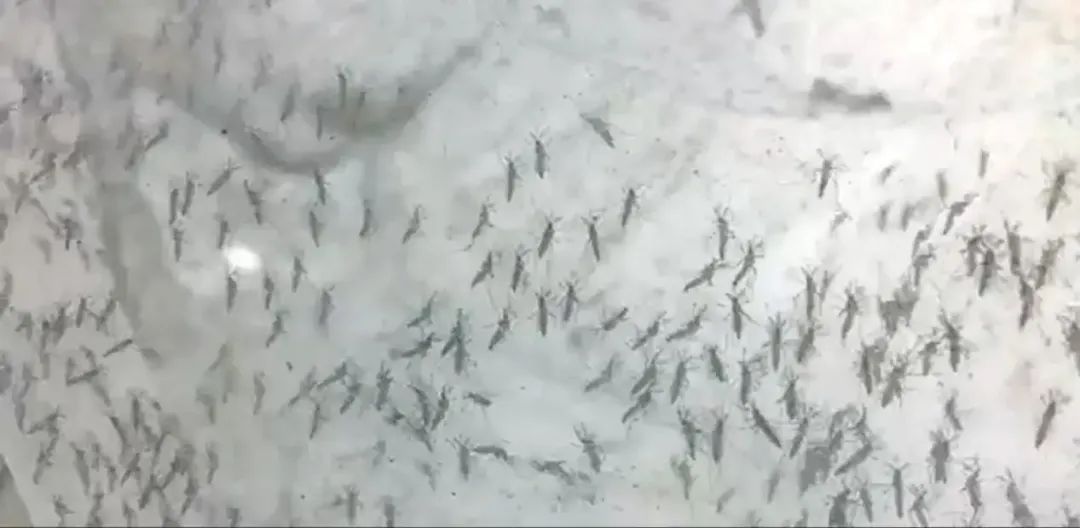 “以蚊治蚊”战基孔肯雅热！中大团队将以绝育雄蚊与“蚊子天敌”守护佛山