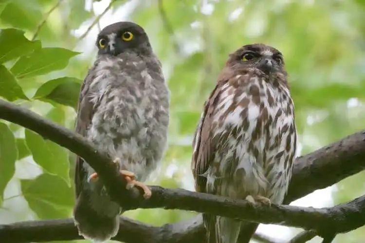 上海首次繁殖记录！大半个观鸟、摄影圈都去看了