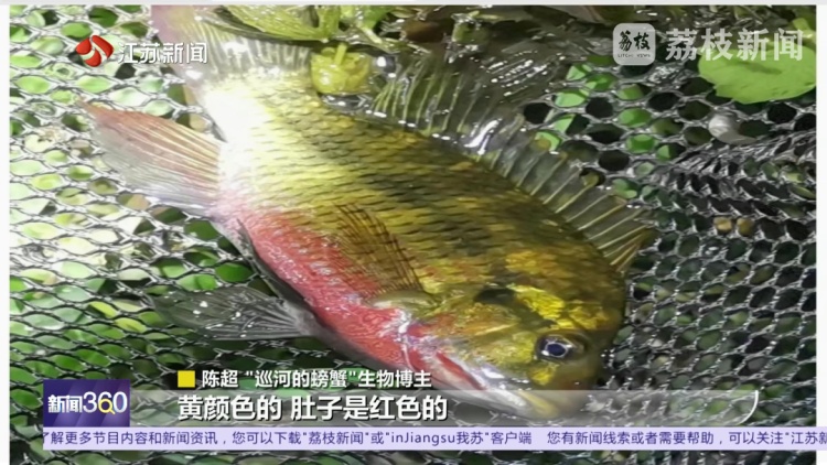 南京河流发现成群齐氏罗非鱼鱼苗！这种性情凶猛的热带鱼已扎根繁殖？