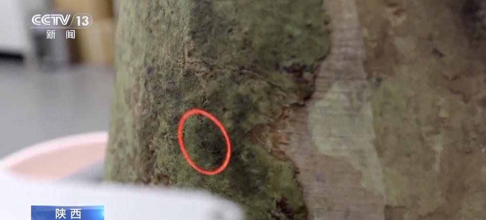 指纹显示，未成年人参与了秦兵马俑的制作