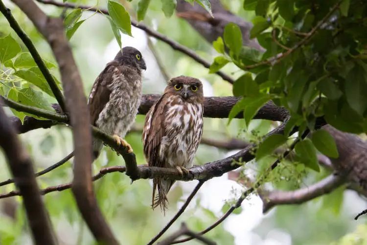 上海首次繁殖记录！大半个观鸟、摄影圈都去看了