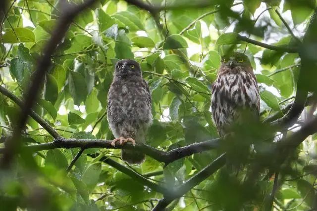 上海首次繁殖记录！大半个观鸟、摄影圈都去看了