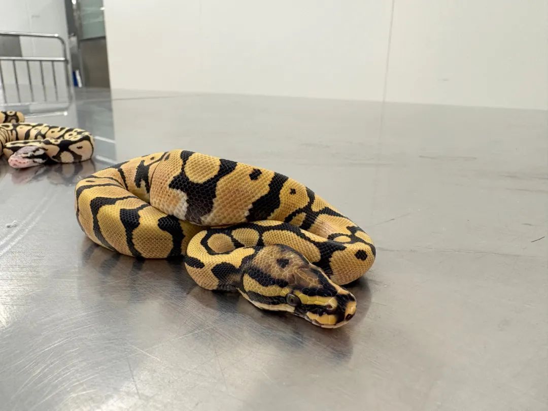 女子竟在贴身内衣里藏了4条活蟒蛇!海关回应 女子竟在贴身内衣里藏了4条活蟒蛇!海关回应