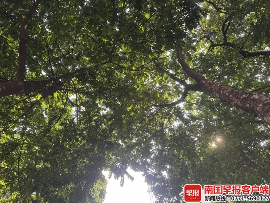 台风“竹节草”将登陆，广西或有强对流天气！