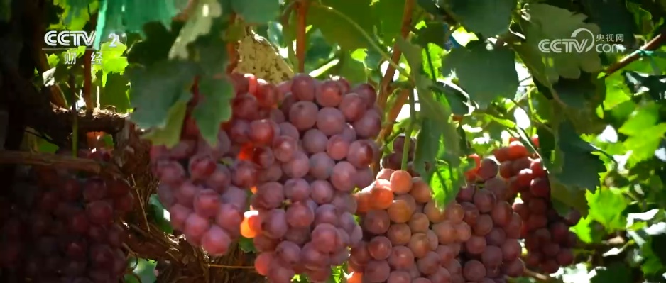 扩总量、促优质 丰富大众“菜篮子”“果盘子” 以多元供给守护“舌尖”上的品质