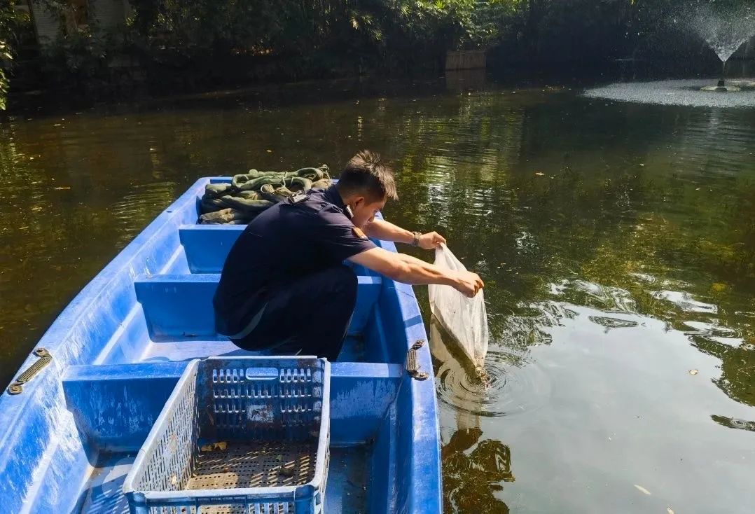 广州一公园将投放6000尾“灭蚊鱼”