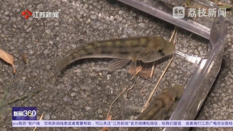 南京河流发现成群齐氏罗非鱼鱼苗！这种性情凶猛的热带鱼已扎根繁殖？