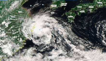 竹节草复活并将登陆江浙沿海