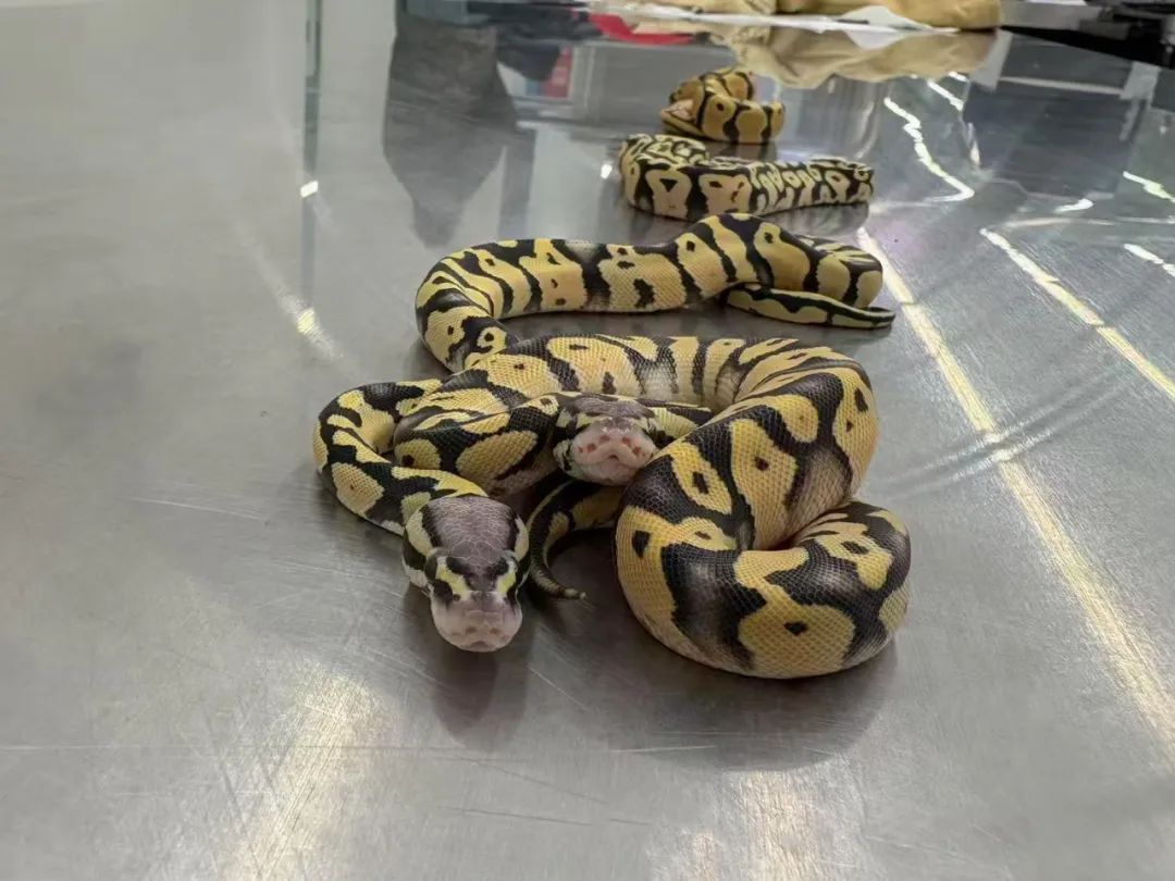 女子竟在贴身内衣里藏了4条活蟒蛇!海关回应 女子竟在贴身内衣里藏了4条活蟒蛇!海关回应