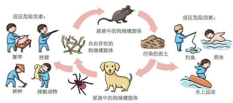 致死率高达70%！下雨后，警惕这种传染病…