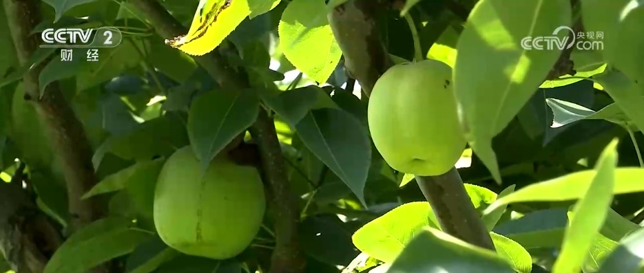 扩总量、促优质 丰富大众“菜篮子”“果盘子” 以多元供给守护“舌尖”上的品质