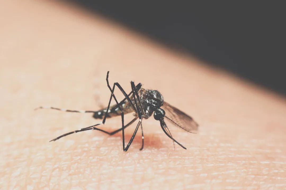 基孔肯雅热的11个关键问题，中国疾控中心：一次说清→