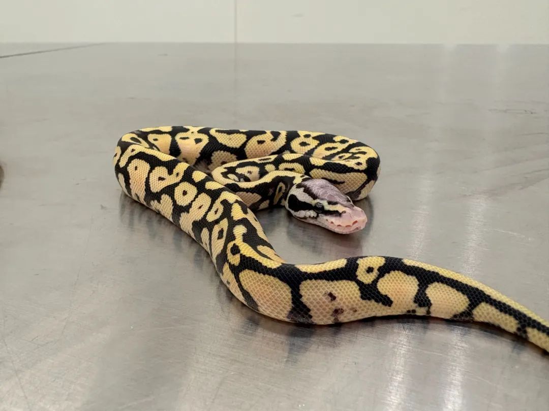 女子竟在贴身内衣里藏了4条活蟒蛇!海关回应 女子竟在贴身内衣里藏了4条活蟒蛇!海关回应