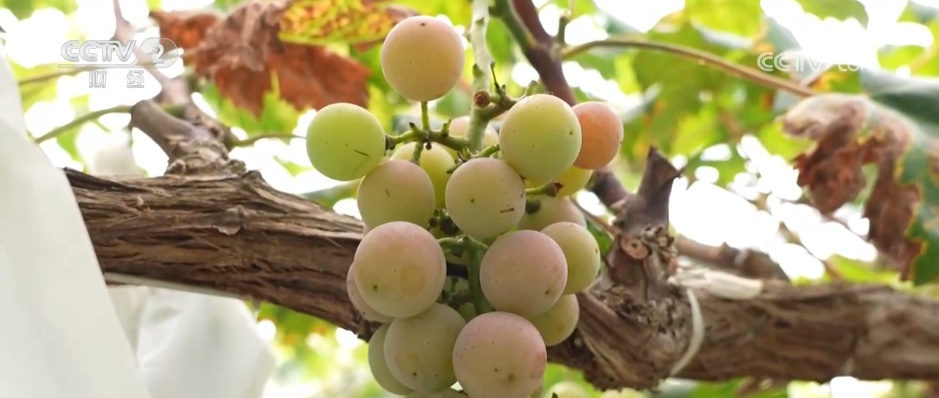 扩总量、促优质 丰富大众“菜篮子”“果盘子” 以多元供给守护“舌尖”上的品质