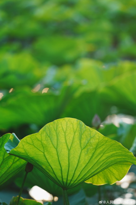 三伏天养生就这么干