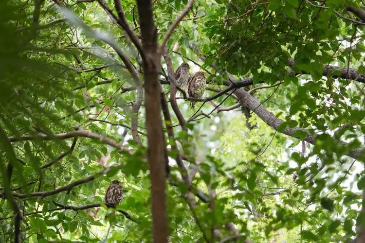 上海首次繁殖记录！大半个观鸟、摄影圈都去看了