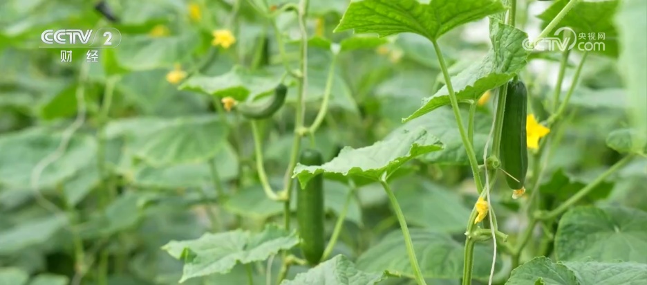 扩总量、促优质 丰富大众“菜篮子”“果盘子” 以多元供给守护“舌尖”上的品质