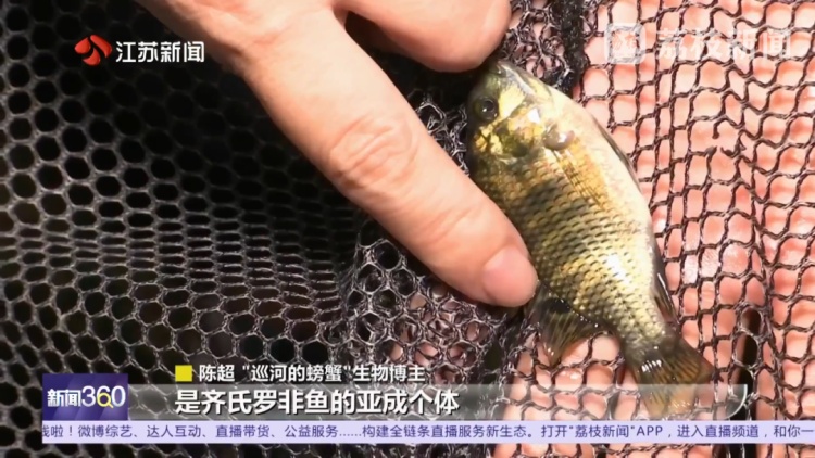 南京河流发现成群齐氏罗非鱼鱼苗！这种性情凶猛的热带鱼已扎根繁殖？