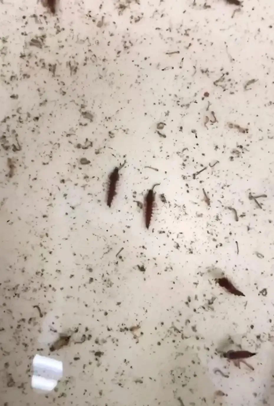 “以蚊治蚊”战基孔肯雅热！中大团队将以绝育雄蚊与“蚊子天敌”守护佛山