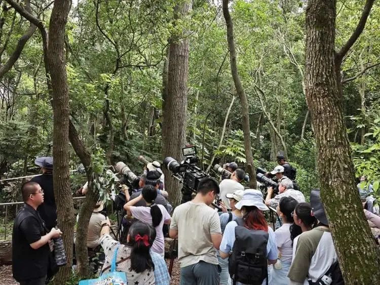上海首次繁殖记录！大半个观鸟、摄影圈都去看了