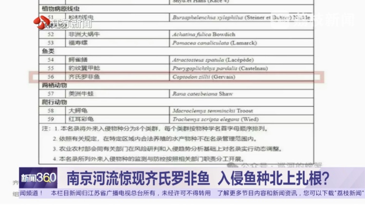南京河流发现成群齐氏罗非鱼鱼苗！这种性情凶猛的热带鱼已扎根繁殖？