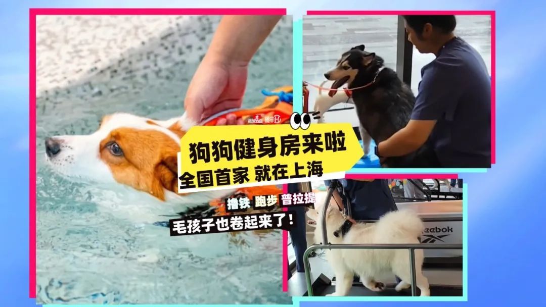 上海“狗爷”的健身日记：撸铁、水疗、普拉提…… 全国首家狗狗健身房亮相徐汇西岸