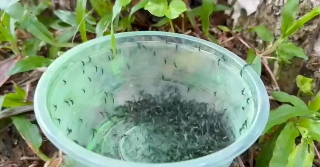 “以蚊治蚊”战基孔肯雅热！中大团队将以绝育雄蚊与“蚊子天敌”守护佛山