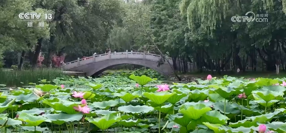 荒山变“金山”、山水“酿”诗意 镜头里的夏日中国气象万千