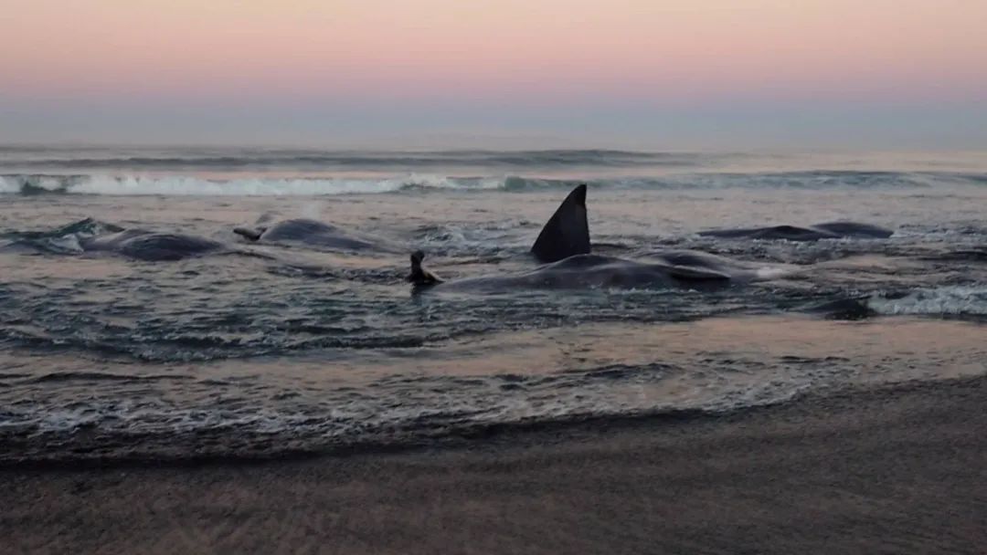 日本海啸警报190万人撤离，横滨出现河水倒流，海啸持续一天