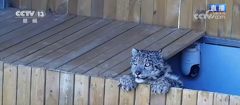 活力中国调研行 | 从雪豹“凌小蛰”的重生看野生动物保护新突破 活力中国调研行 | 从雪豹“凌小蛰”的重生看野生动物保护新突破