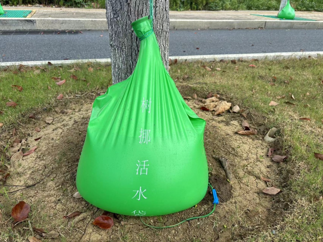 合肥的大树，喝上夏日“特饮”